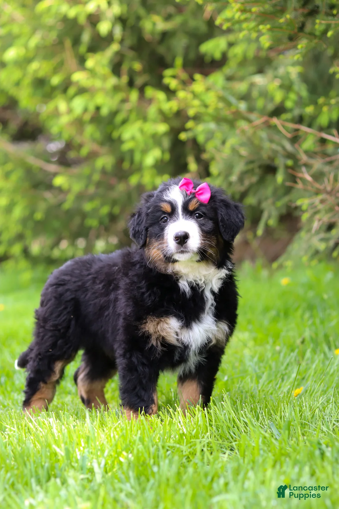 Bernese Mountain Dog dogs for sale: Amelia - Ad 2