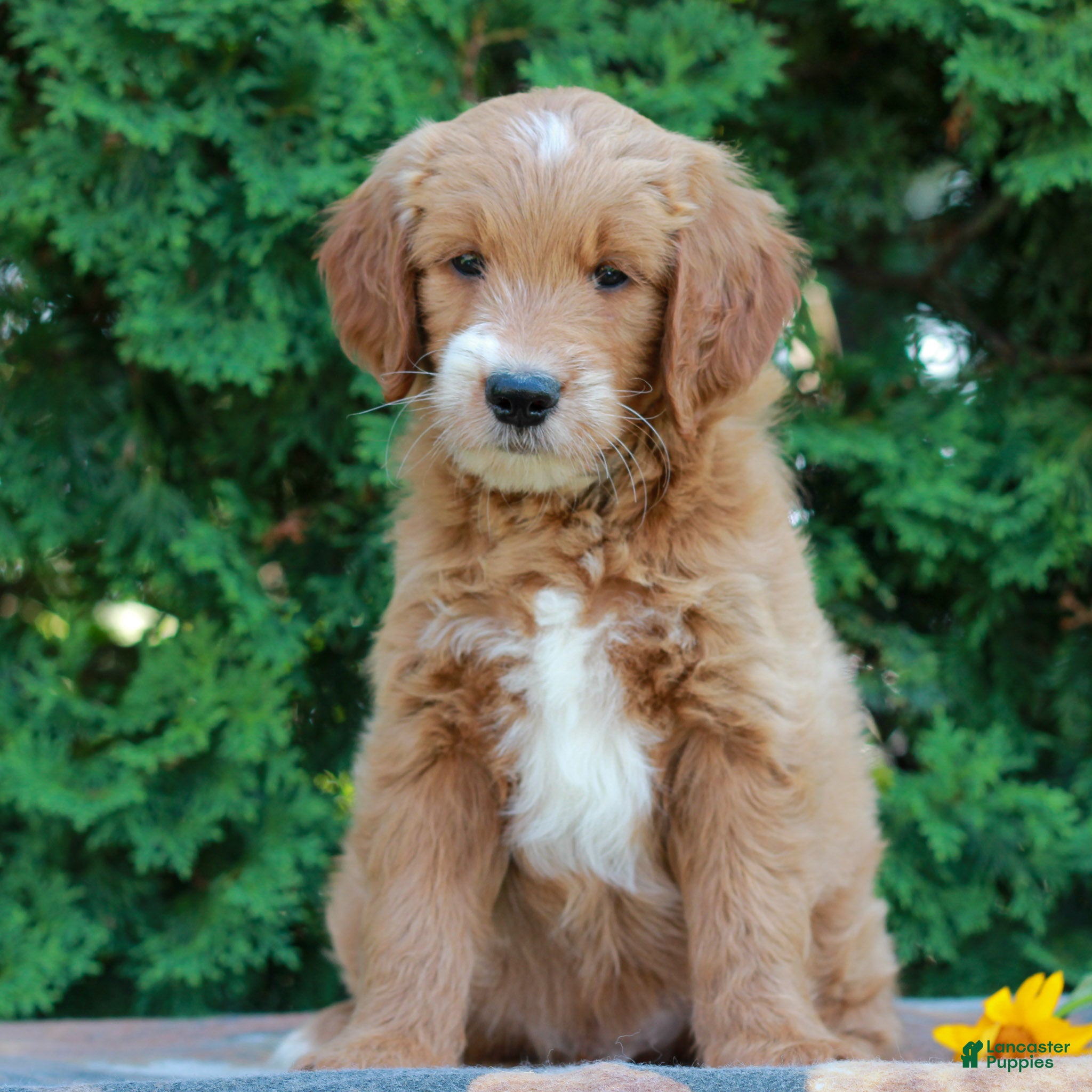 Goldendoodle dogs Tucker  - Ad 1