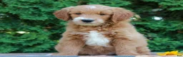 Goldendoodle dogs for sale: Tucker  - Ad 1