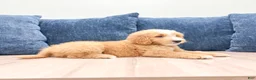 Mini Goldendoodle dogs for sale: Loyal - Ad 3