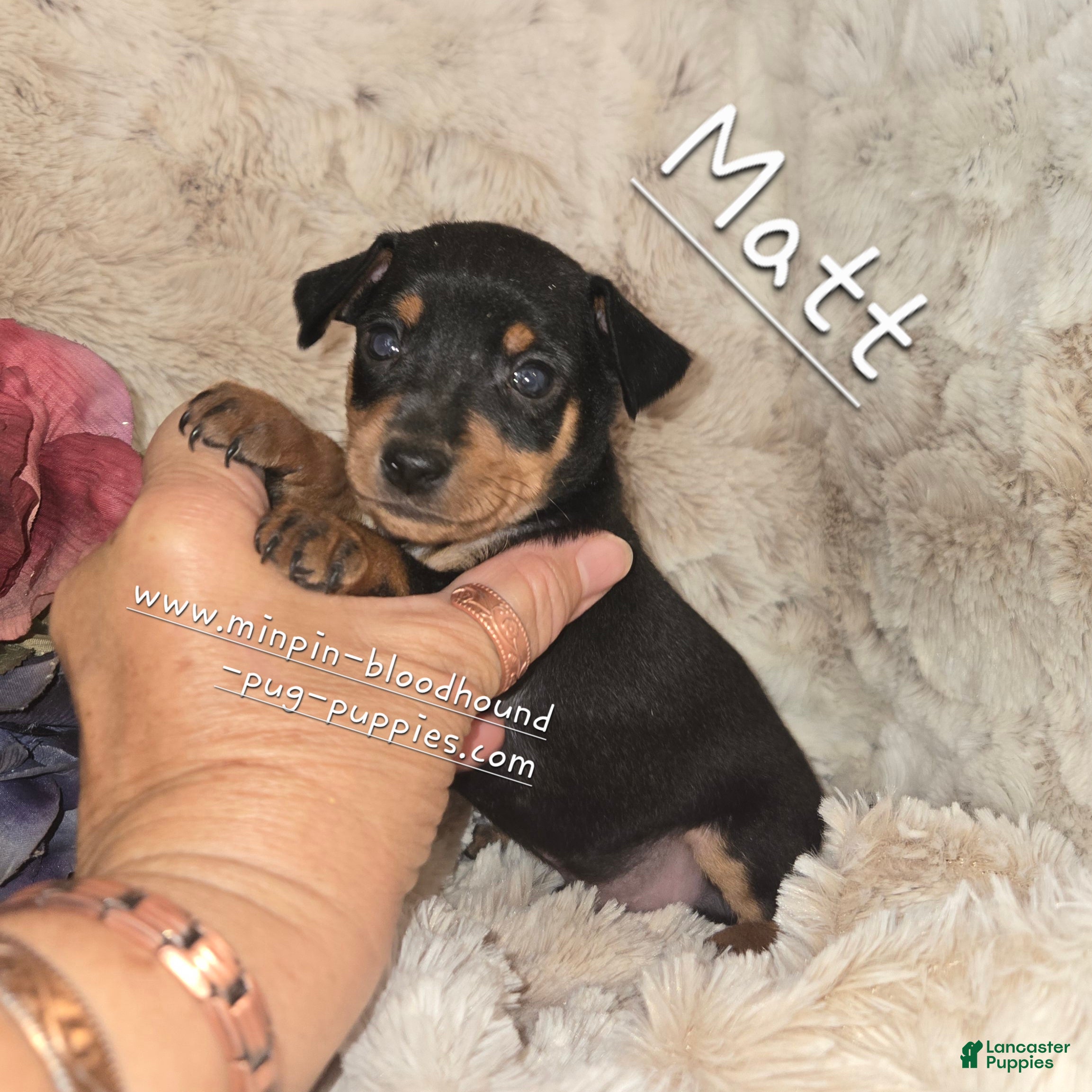 Miniature Pinscher dogs  Matt black and rust  - Ad 42