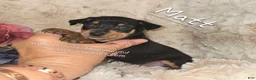 Miniature Pinscher dogs for sale:  Matt black and rust  - Ad 1
