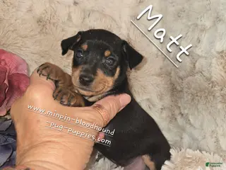 Miniature Pinscher dogs Matt black and rust - Ad 42