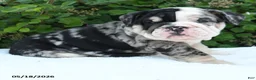 English Bulldog dogs for sale: Sadie - Ad 2