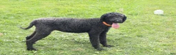 Standard Poodle dogs for sale: Adam - Ad 5