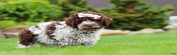 Lagotto Romagnolo dogs for sale: Layla - Ad 3