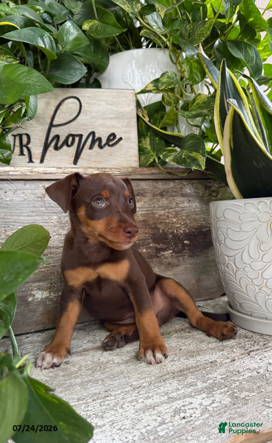 Mixed Breed dogs for sale: Pierre - Ad 1