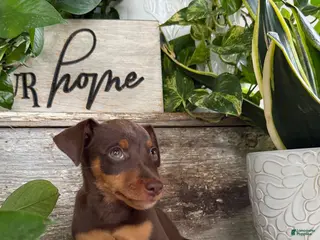 Mixed Breed dogs Pierre - Ad 8