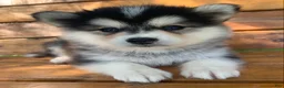 Alaskan Klee Kai dogs for sale: Happy Little Charlotte! - Ad 4