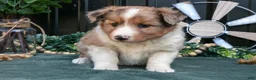 Mixed Breed dogs for sale: Flower - Ad 3