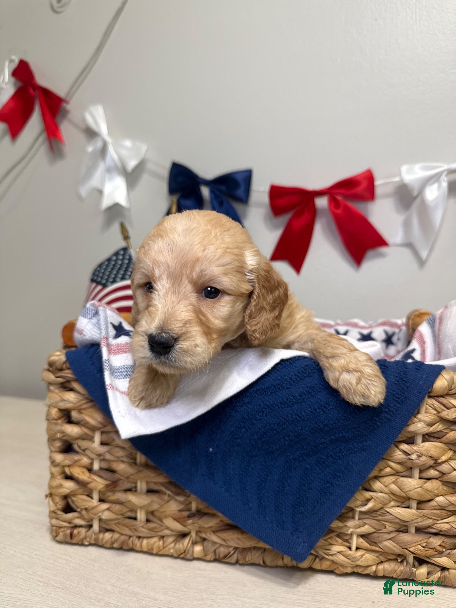 Mini Goldendoodle dogs Juliet 💜 - Ad 1