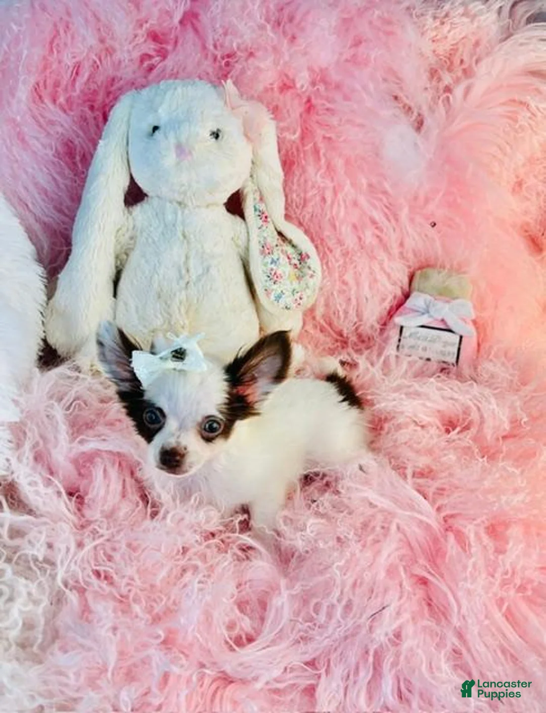 Chihuahua dogs for sale: Teacup Chihuahua 2 - Ad 4