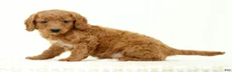 Mini Goldendoodle dogs for sale: Lacey - Ad 5