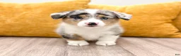Welsh Corgi Pembroke dogs for sale: Henry - Ad 3