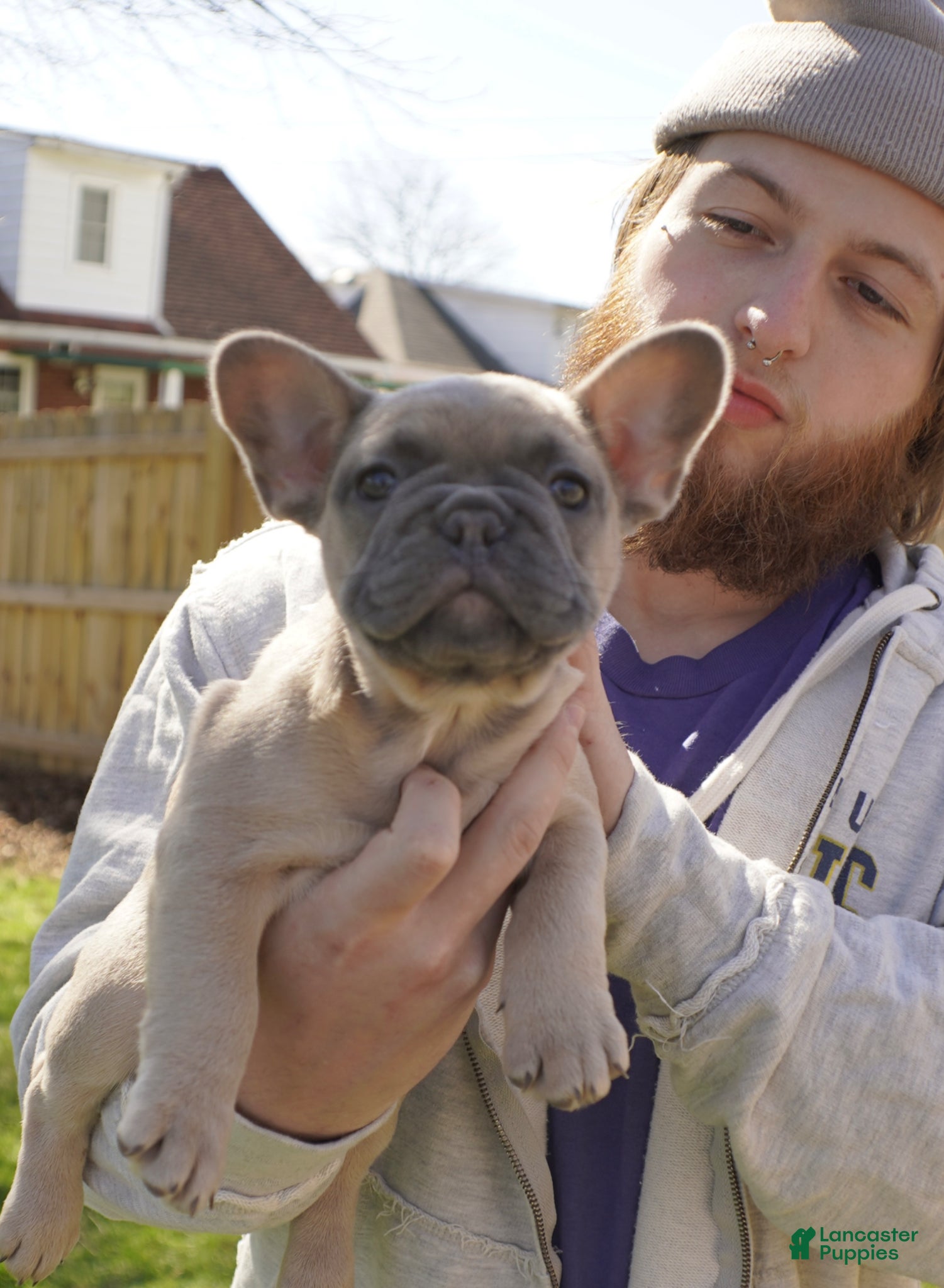 French Bulldog dogs French Bulldog Puppy 1 - Ad 2