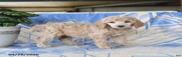 Standard Poodle dogs for sale: Porschia - Ad 5
