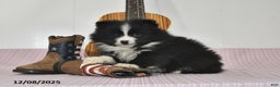 Pomeranian dogs for sale: Blake - Ad 2