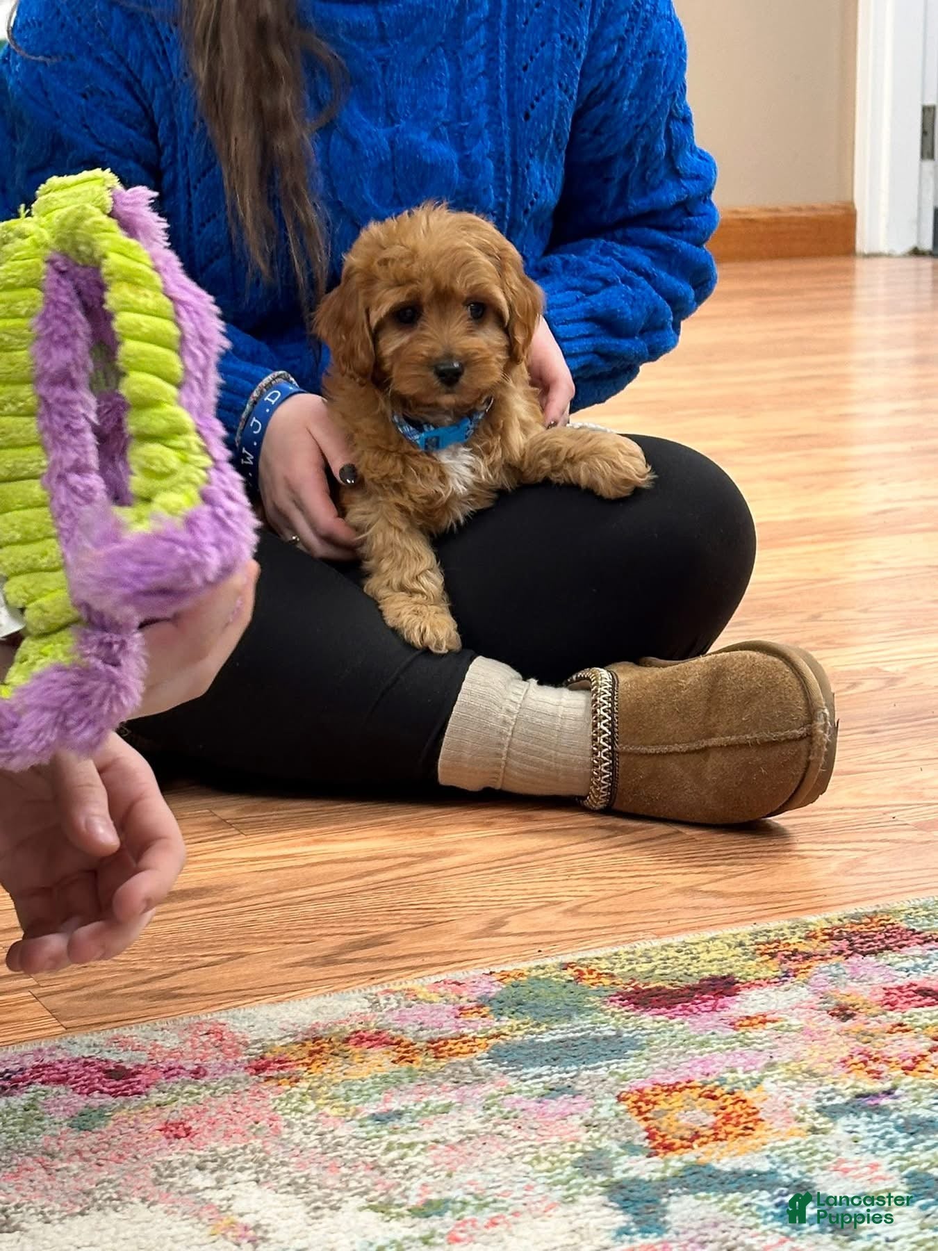 Cavapoo dogs Theodore  - Ad 40