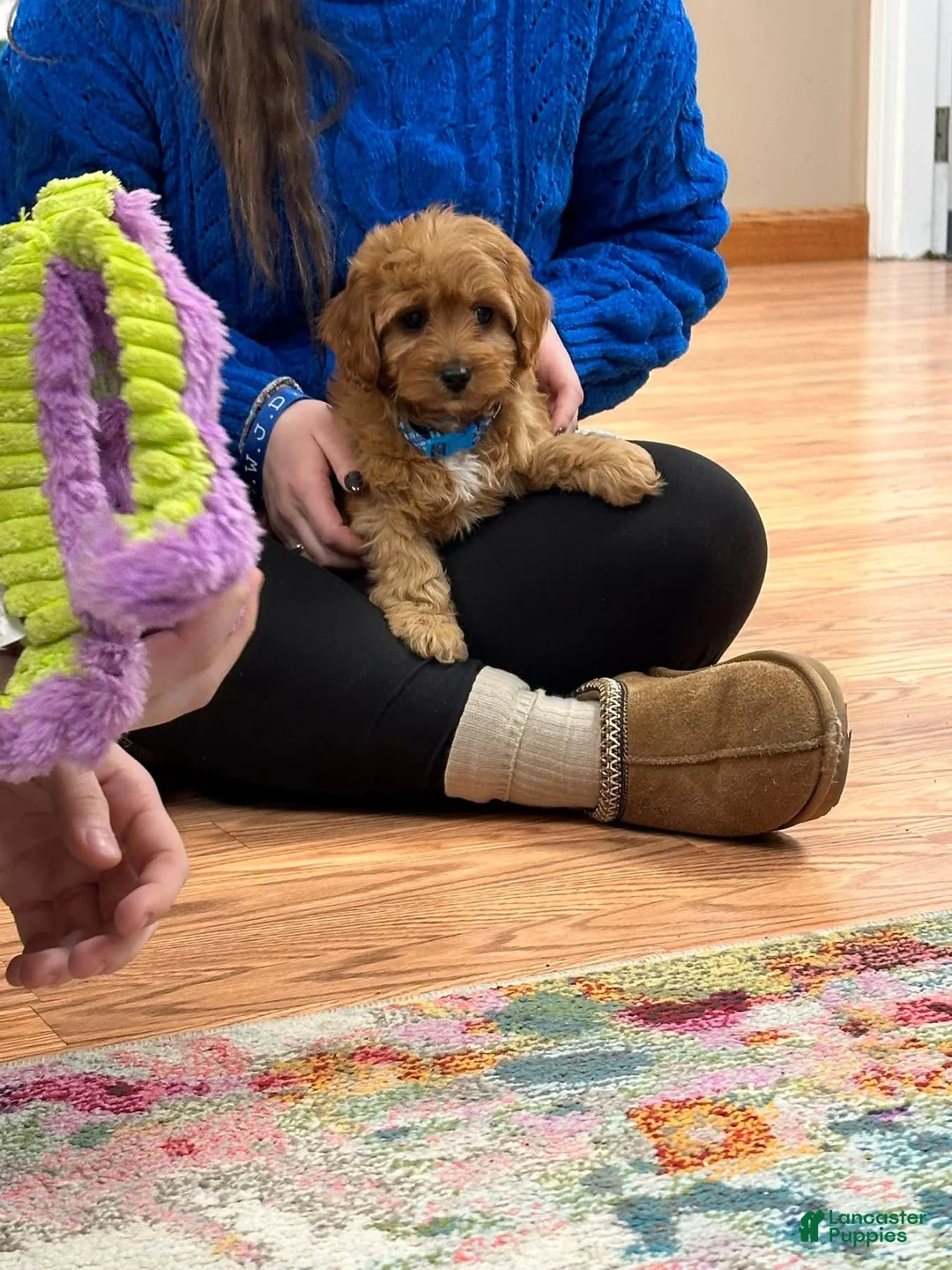 Cavapoo dogs for sale: Theodore  - Ad 1