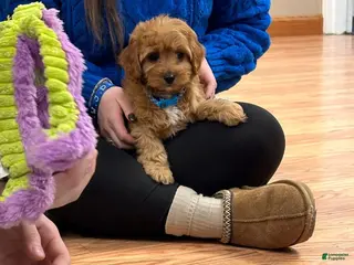 Cavapoo dogs Theodore - Ad 24