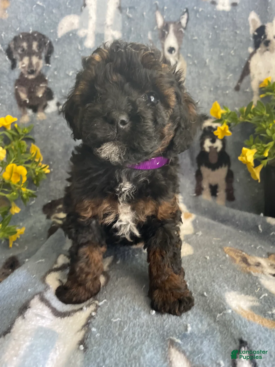 Toy Poodle dogs for sale: Freida - Ad 1