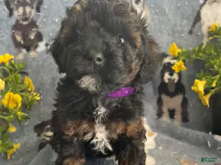 Toy Poodle dogs Freida - Ad 38