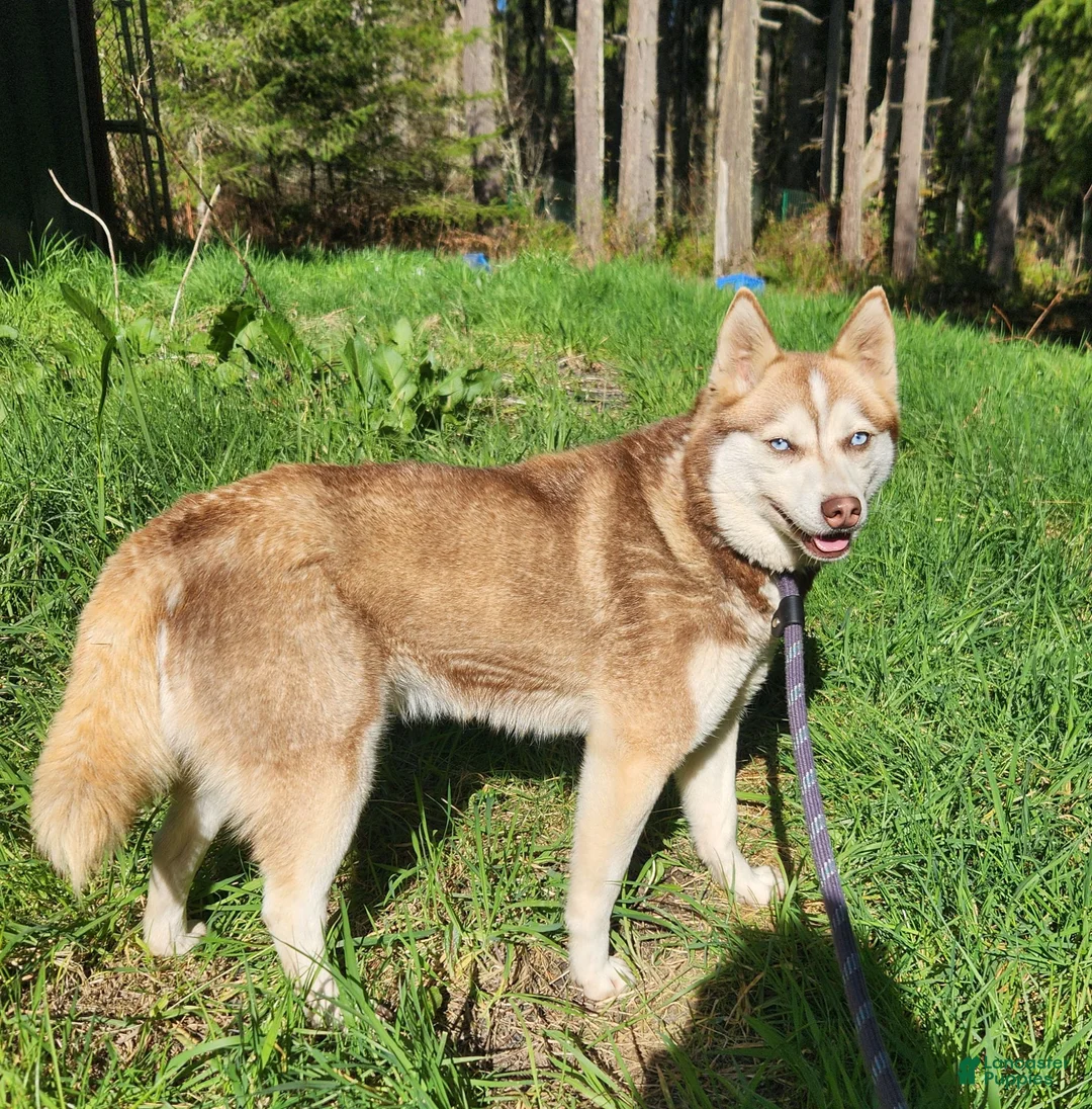 Alaskan Klee Kai dogs for sale: Alaskan Klee Kai 4 - Ad 2