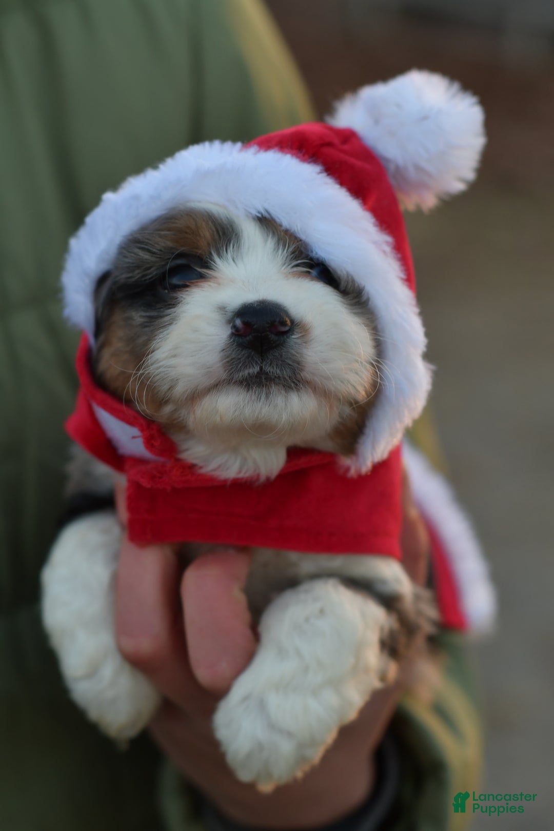 Mini Aussiedoodle dogs for sale: Goose - Ad 7