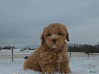Maltipoo dogs Diesel - Ad 7