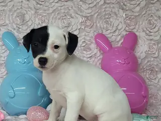 Jack Russell Terrier dogs Lena Registered Purebred - Ad 18