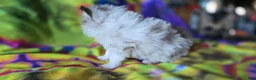 Pomeranian dogs for sale: Charles - Ad 6