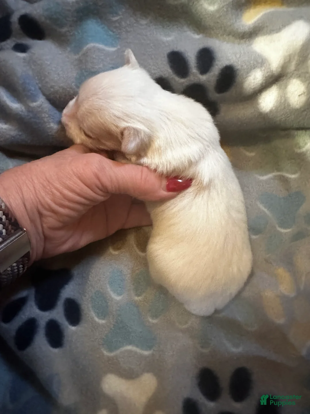 Yorkshire Terrier dogs for sale: AKC Glacierpaw - Ad 14