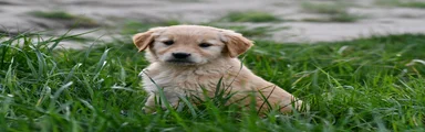 Autumn, Golden Retriever 7