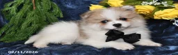 Pomeranian dogs for sale: Rover - Ad 1