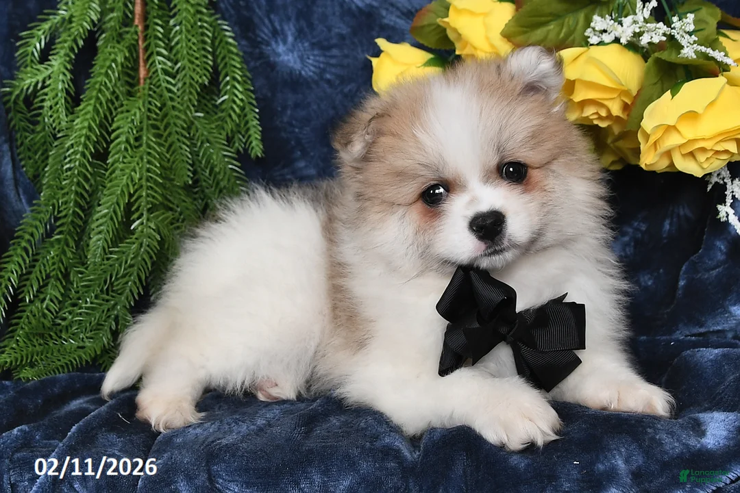Pomeranian dogs for sale: Rover - Ad 1