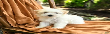 Graham