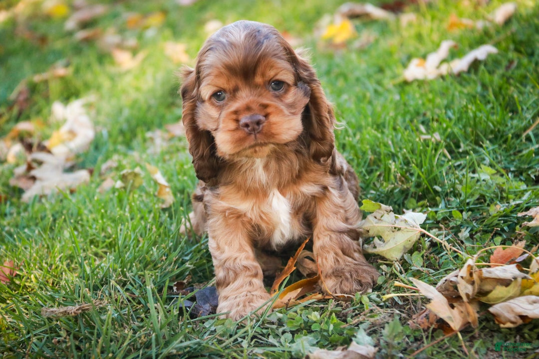 Cocker Spaniel dogs for sale: Avery - Ad 7