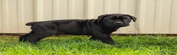 Cane Corso dogs for sale: Jett (Champion Bloodline) - Ad 6