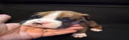 Boxer dogs for sale: Olaf - Ad 7