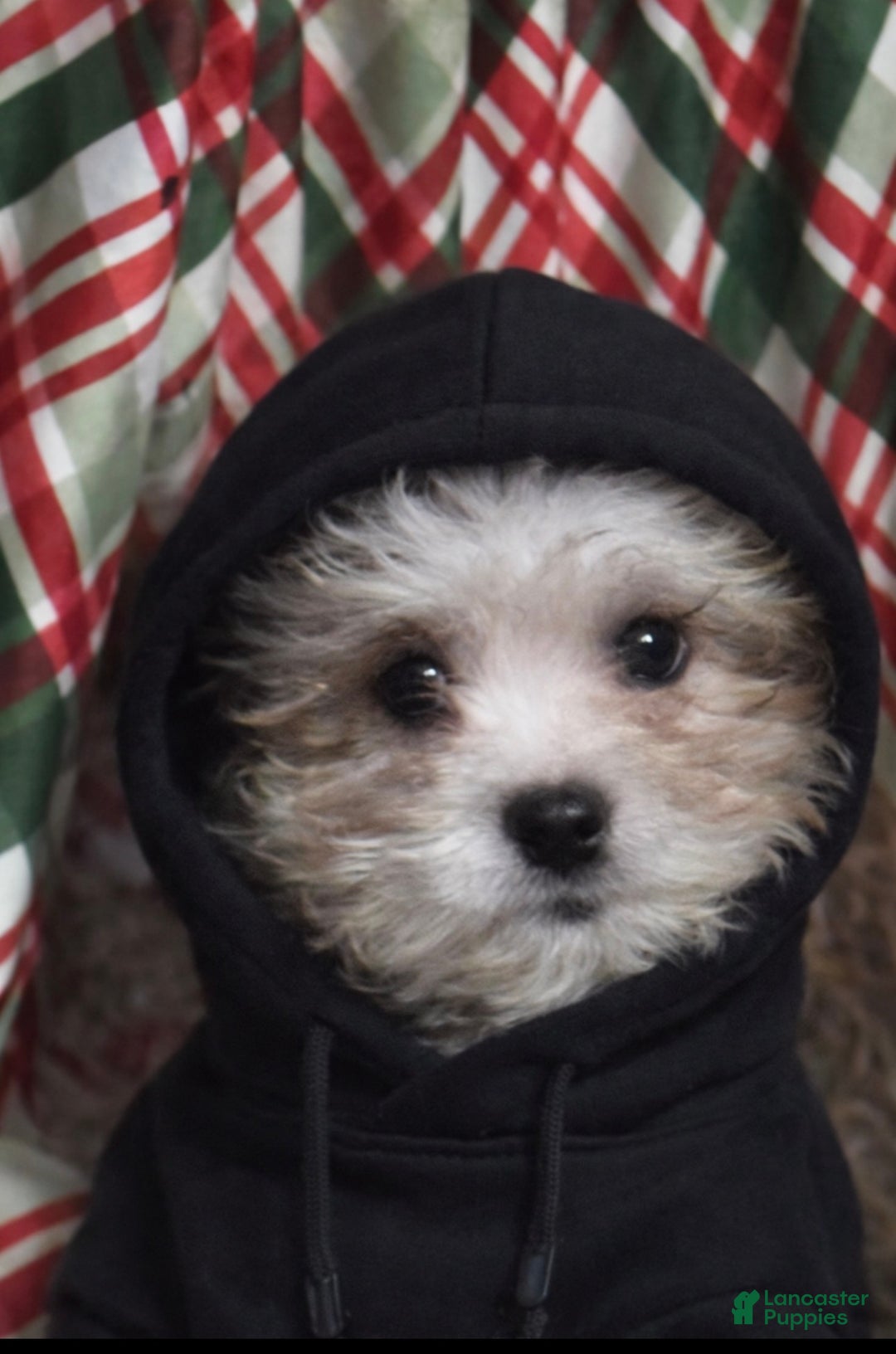 Shihpoo dogs for sale: Trell - Ad 6