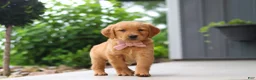 Golden Retriever dogs for sale: Bailey - Ad 5