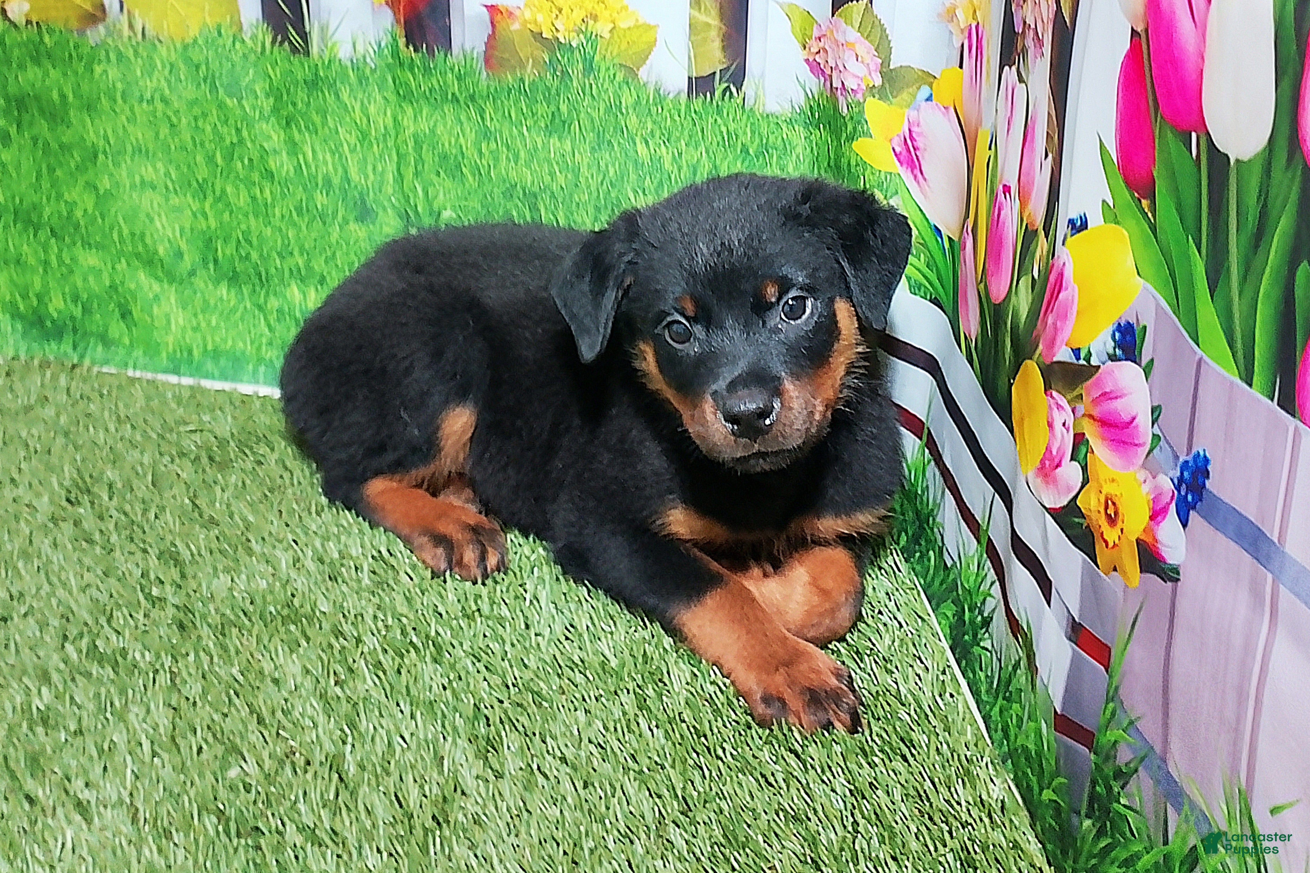 Rottweiler dogs Mason - Ad 1