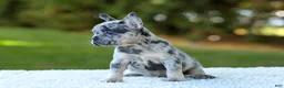 French Bulldog dogs for sale: Cupcake - Blue Merle - Ad 4