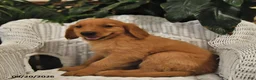 Golden Retriever dogs for sale: Briana - Ad 4