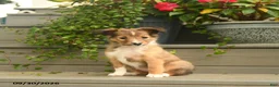 Shetland Sheepdog dogs for sale: Joy - Ad 1