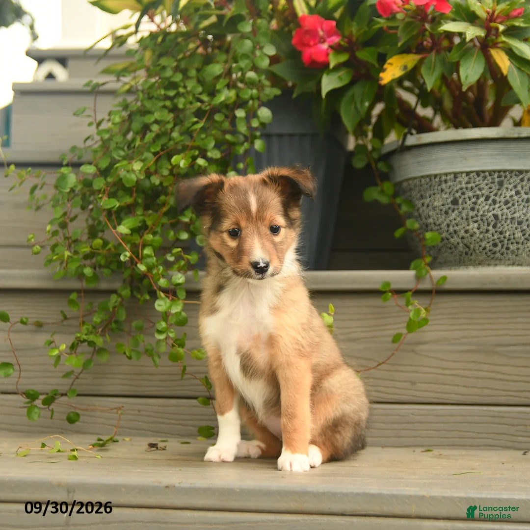 Shetland Sheepdog dogs for sale: Joy - Ad 1