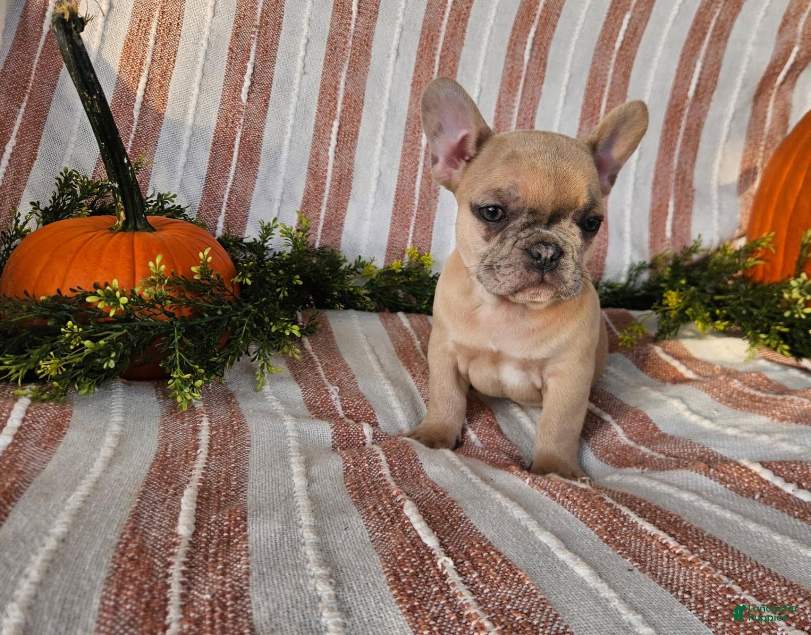 French Bulldog dogs Teddy - Ad 2