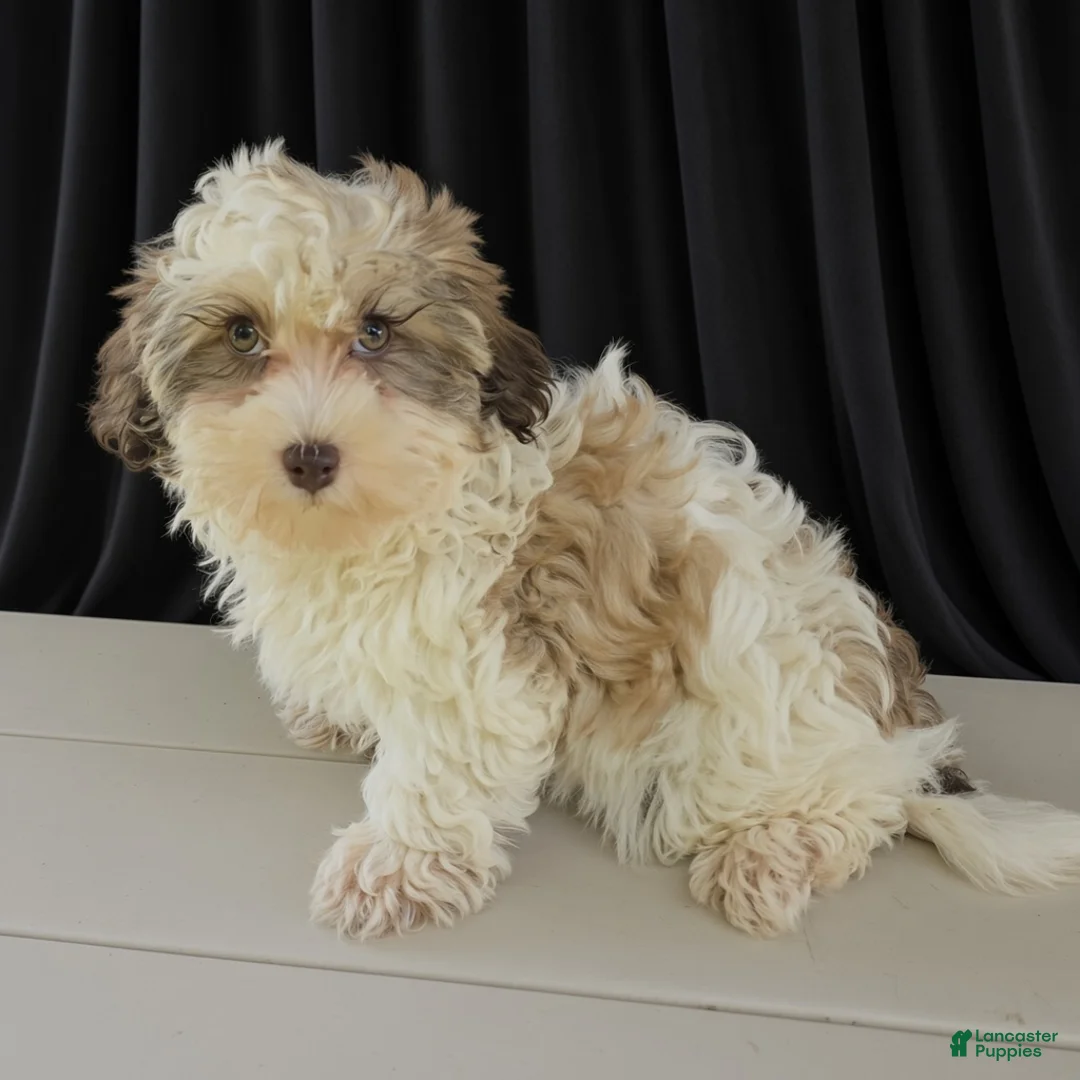 Havanese dogs for sale: Ashley - Ad 1