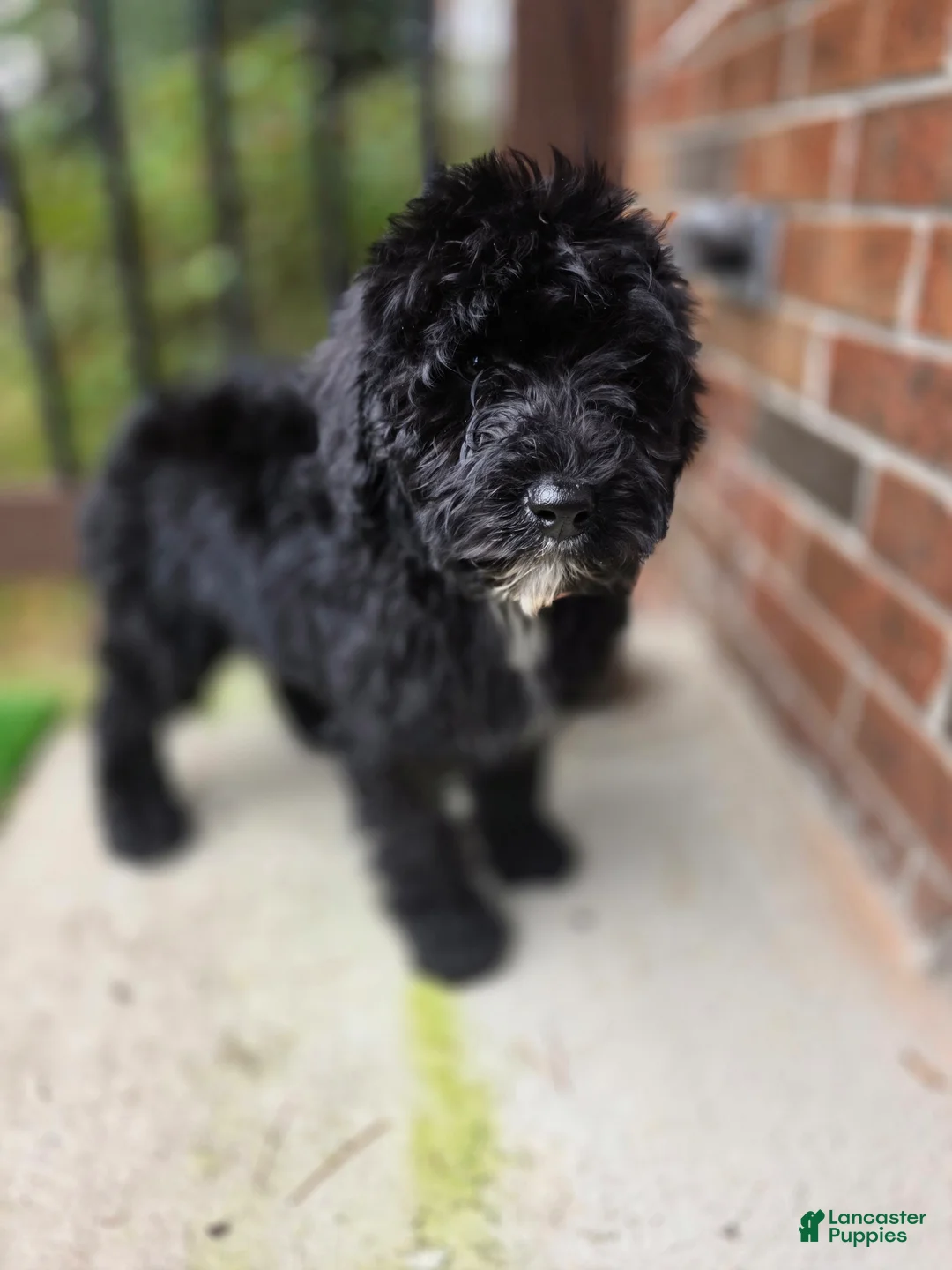 Aussiedoodle dogs for sale: Aussiedoodle Puppy 1 - Ad 1