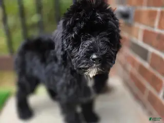 Aussiedoodle dogs for sale: Aussiedoodle Puppy 1 - Ad 3